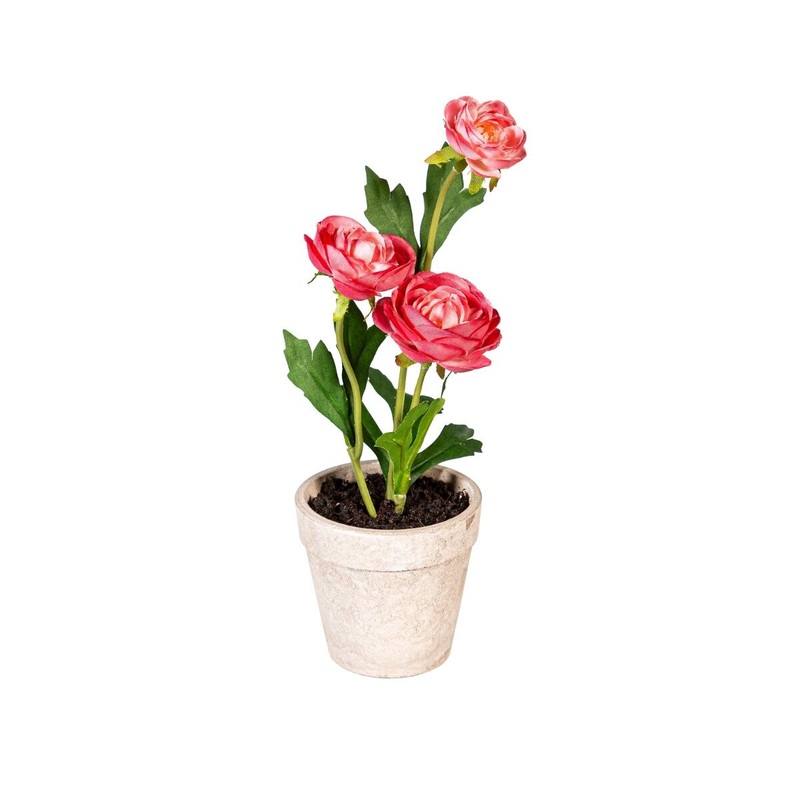 Ranunculus Table Top