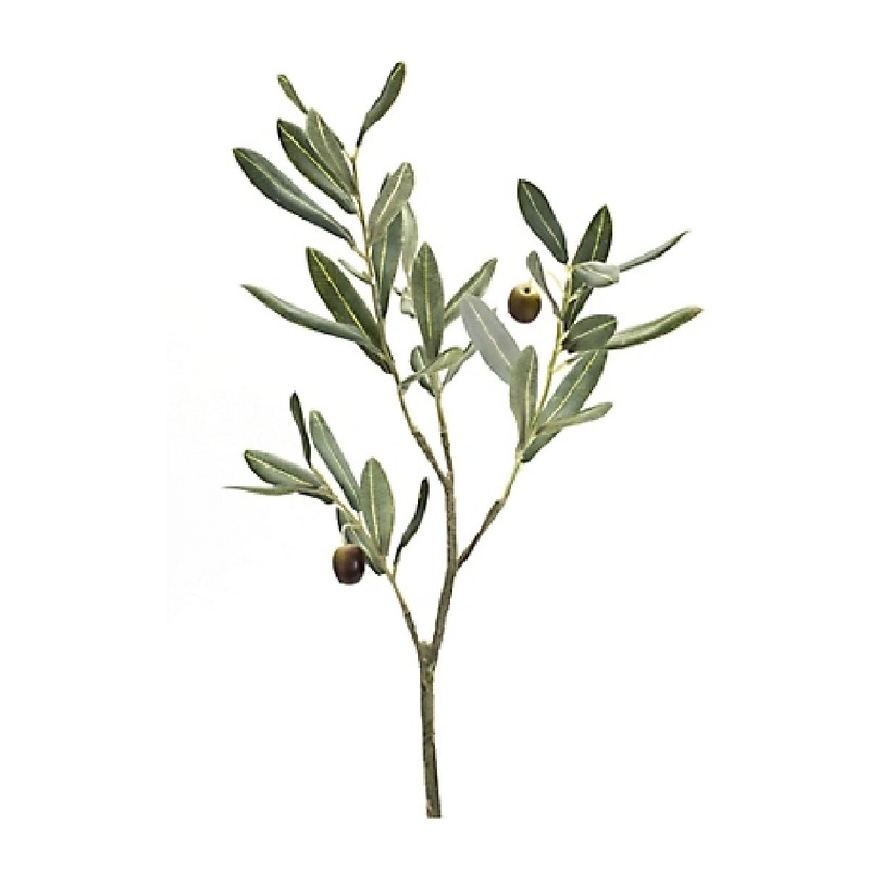Olive Leaf Branch